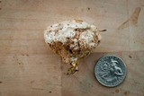 Postia ptychogaster image