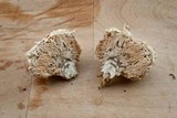 Postia ptychogaster image