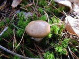 Suillus salmonicolor image