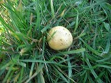 Stropharia coronilla image