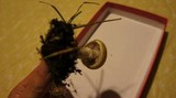Stropharia coronilla image