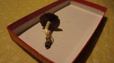 Stropharia coronilla image