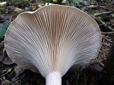 Infundibulicybe geotropa image