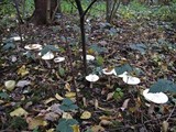 Infundibulicybe geotropa image