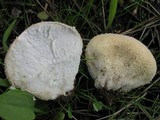 Lycoperdon pratense image
