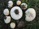 Lycoperdon pratense image