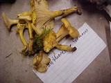 Cantharellus formosus image