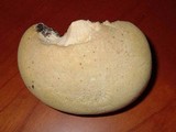Spongipellis unicolor image