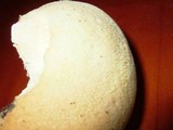 Spongipellis unicolor image