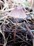 Mycena seynesii image