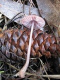 Mycena seynesii image