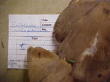 Entoloma rhodopolium image