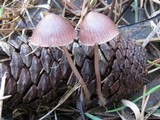 Mycena seynesii image