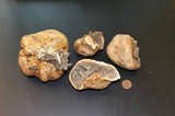 Scleroderma cepa image