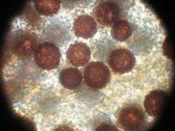 Scleroderma cepa image