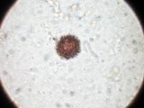 Scleroderma cepa image