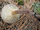Tricholoma imbricatum image