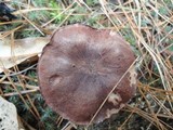 Tricholoma imbricatum image