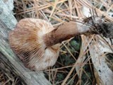 Tricholoma imbricatum image