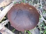 Lycoperdon utriforme image