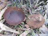 Lycoperdon utriforme image