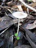 Coprinellus xanthothrix image