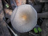 Coprinellus xanthothrix image