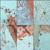 Coprinellus xanthothrix image
