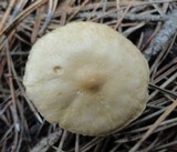 Tricholoma inamoenum image