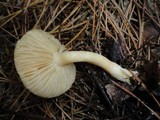 Tricholoma inamoenum image