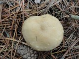 Tricholoma inamoenum image