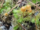 Galerina pumila image