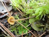 Galerina pumila image
