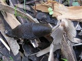 Coprinellus truncorum image