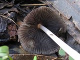 Coprinellus truncorum image