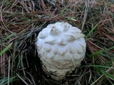Amanita magniverrucata image