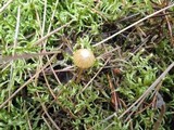 Galerina vittiformis image