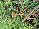 Galerina vittiformis image