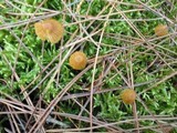 Galerina pumila image