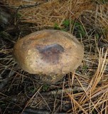 Tylopilus felleus image