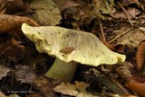 Tricholoma palustre image