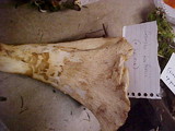 Gomphus kauffmanii image