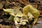 Tricholoma palustre image
