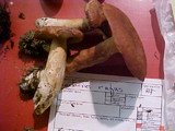 Lactarius rufus image