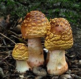 Amanita flavorubens image