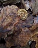 Marasmius wynneae image