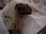 Gyromitra infula image