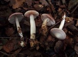 Mycena rosea image
