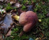 Tricholoma bufonium image