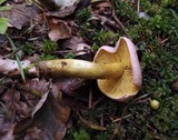 Tricholoma bufonium image